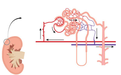 Indice de filtración glomerular